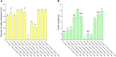 An effective method for establishing a regeneration and genetic transformation system for Actinidia arguta